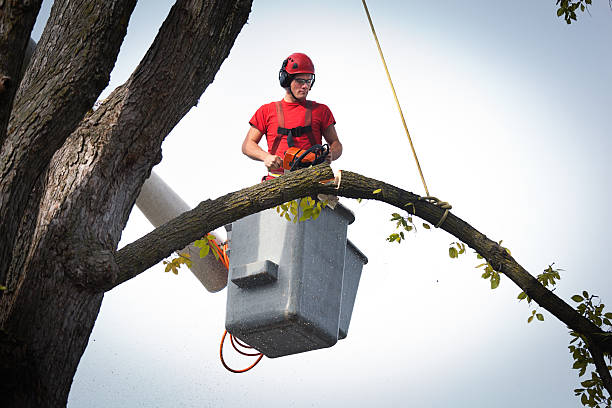 Reliable Sharon, TN Tree Service Solutions